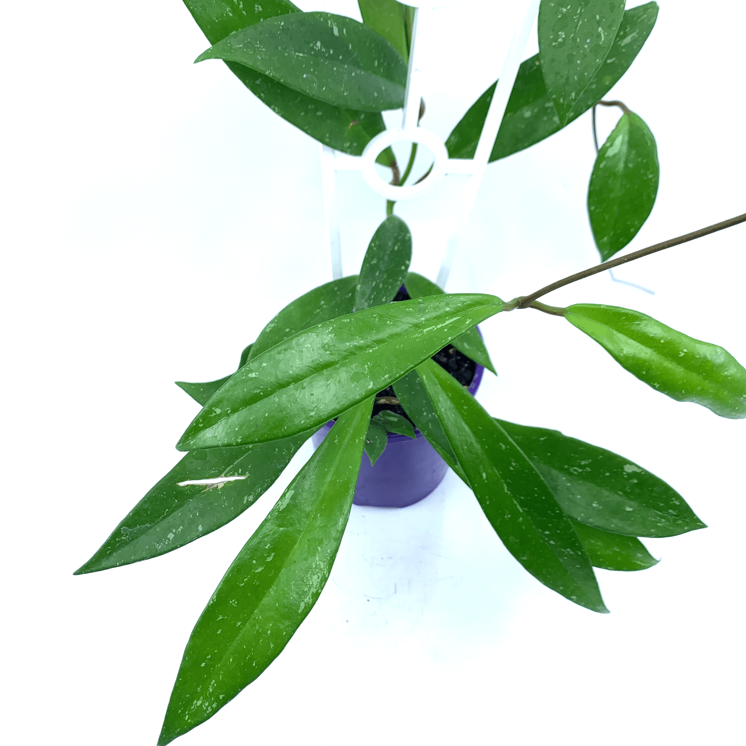 Hoya - Australis - The Plant Buddies