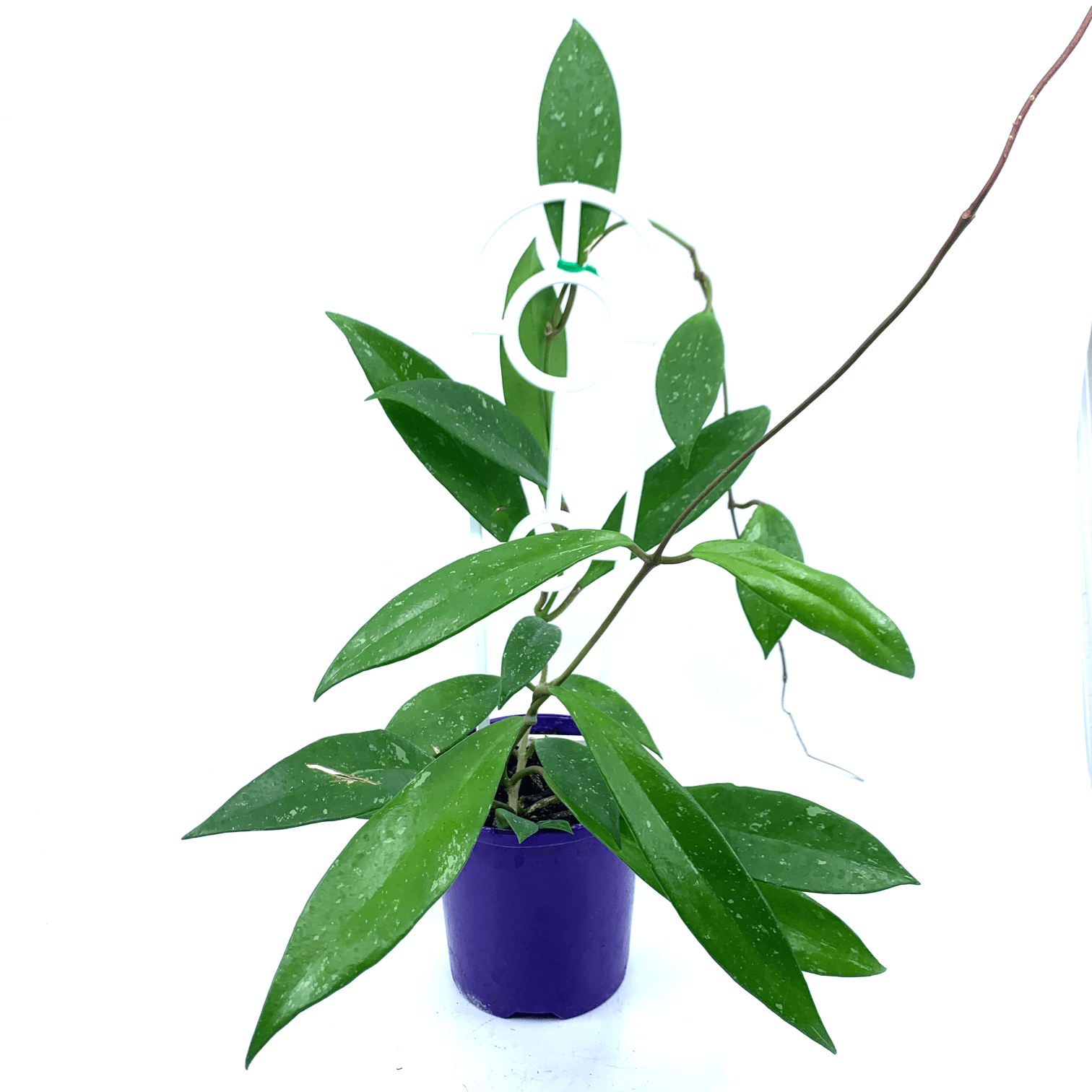 Hoya - Australis - The Plant Buddies