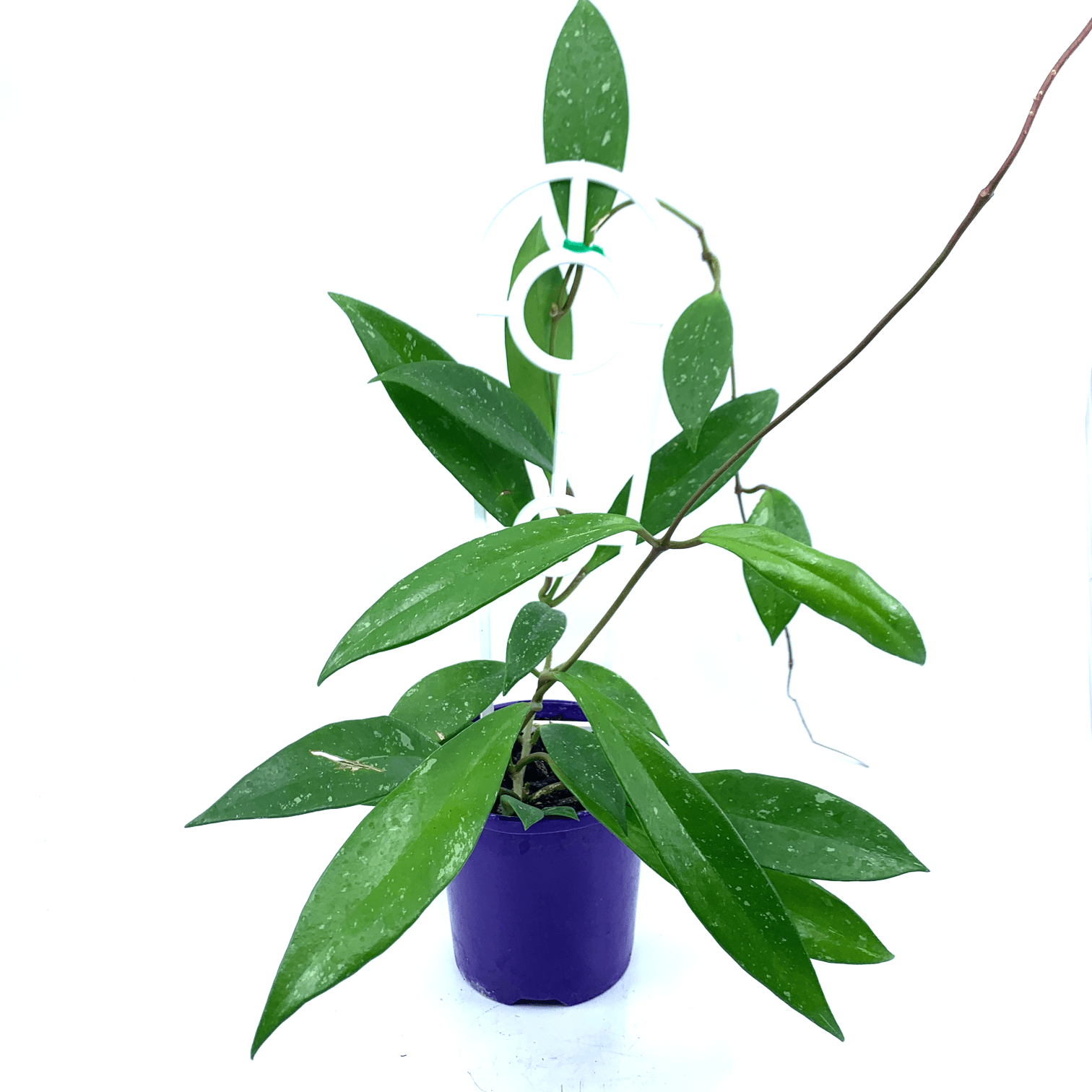 Hoya - Australis - The Plant Buddies