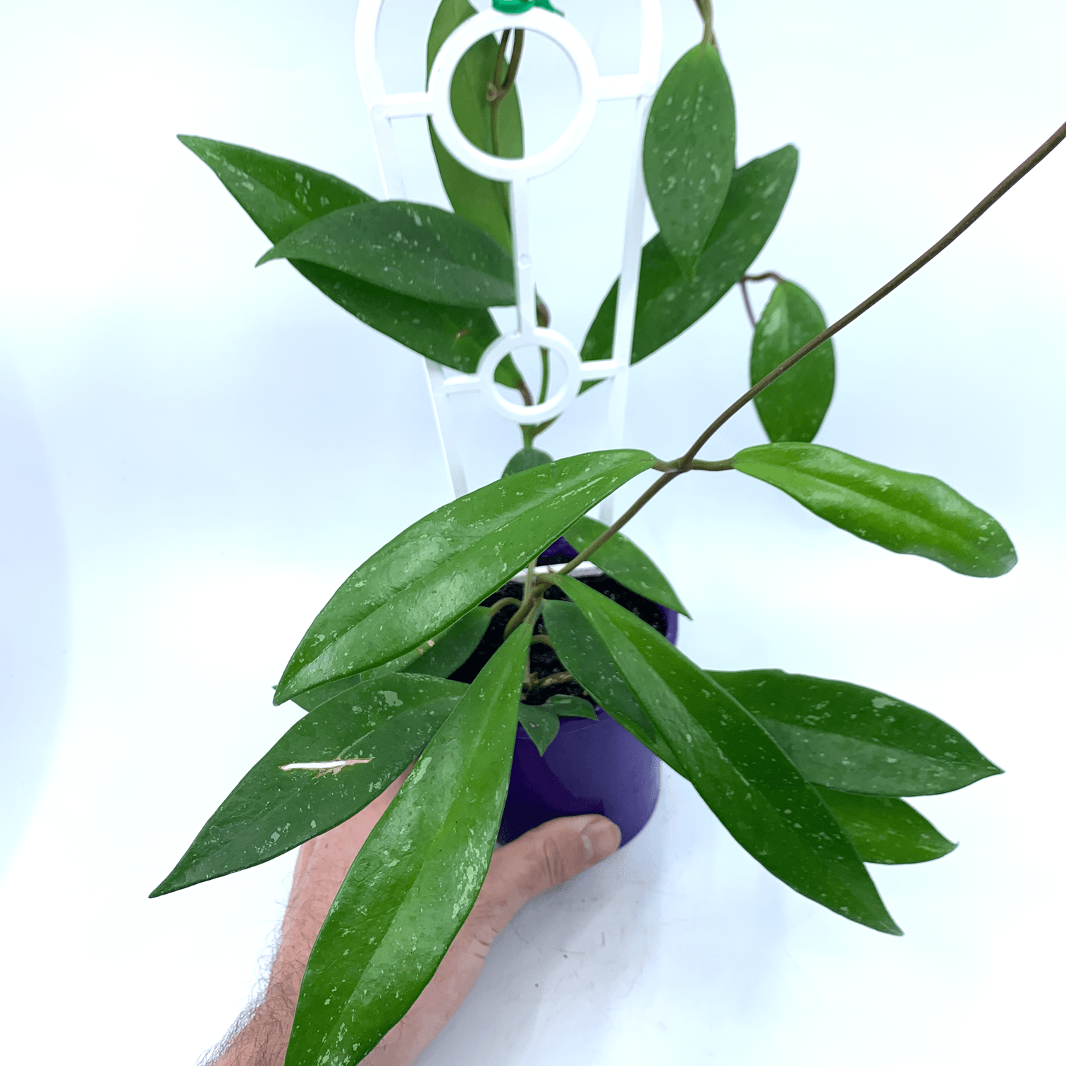 Hoya - Australis - The Plant Buddies