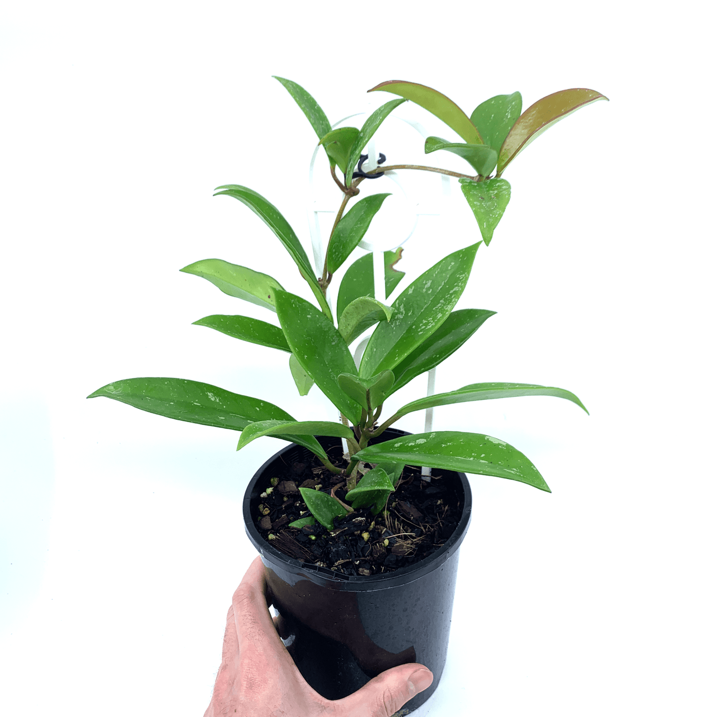 Hoya - Publicalyx - The Plant Buddies