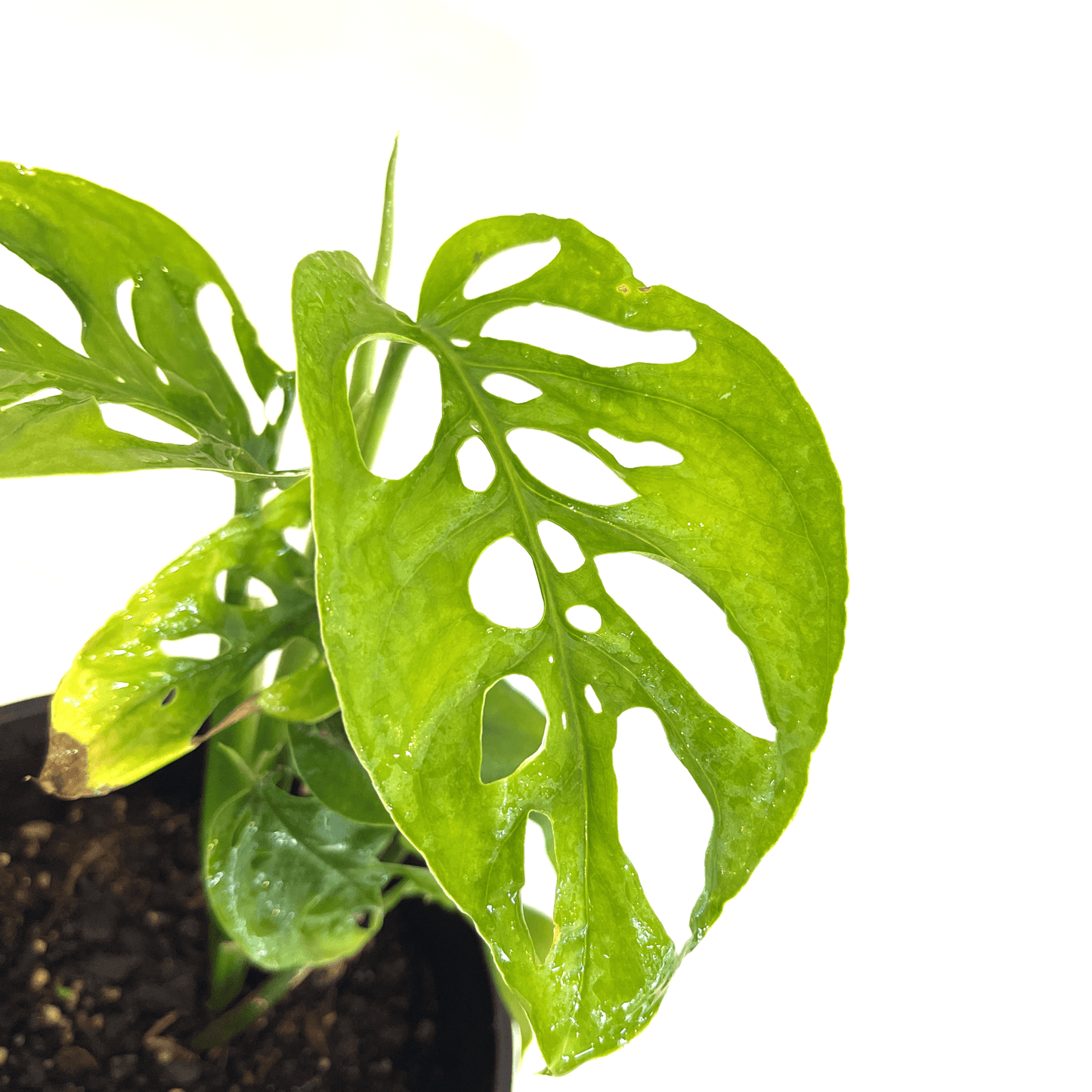 Monstera - Adansonii - The Plant Buddies