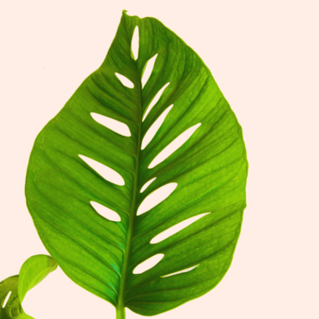 Monstera - Lechleriana - The Plant Buddies