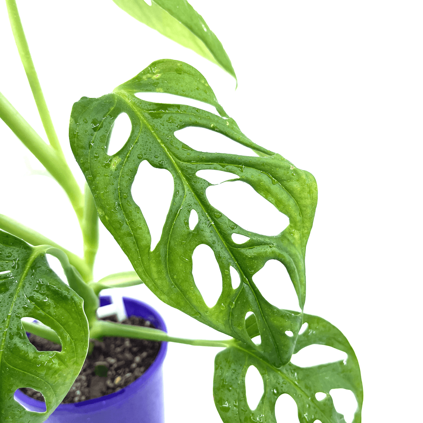 Monstera - Monkey Mask - The Plant Buddies