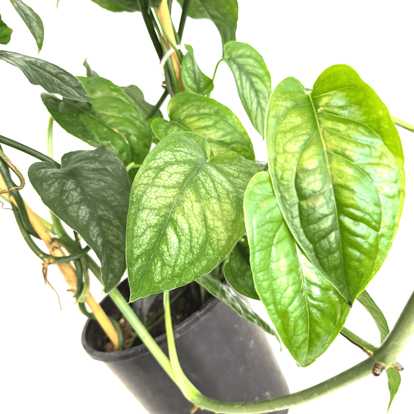 Monstera - Siltepecana - The Plant Buddies