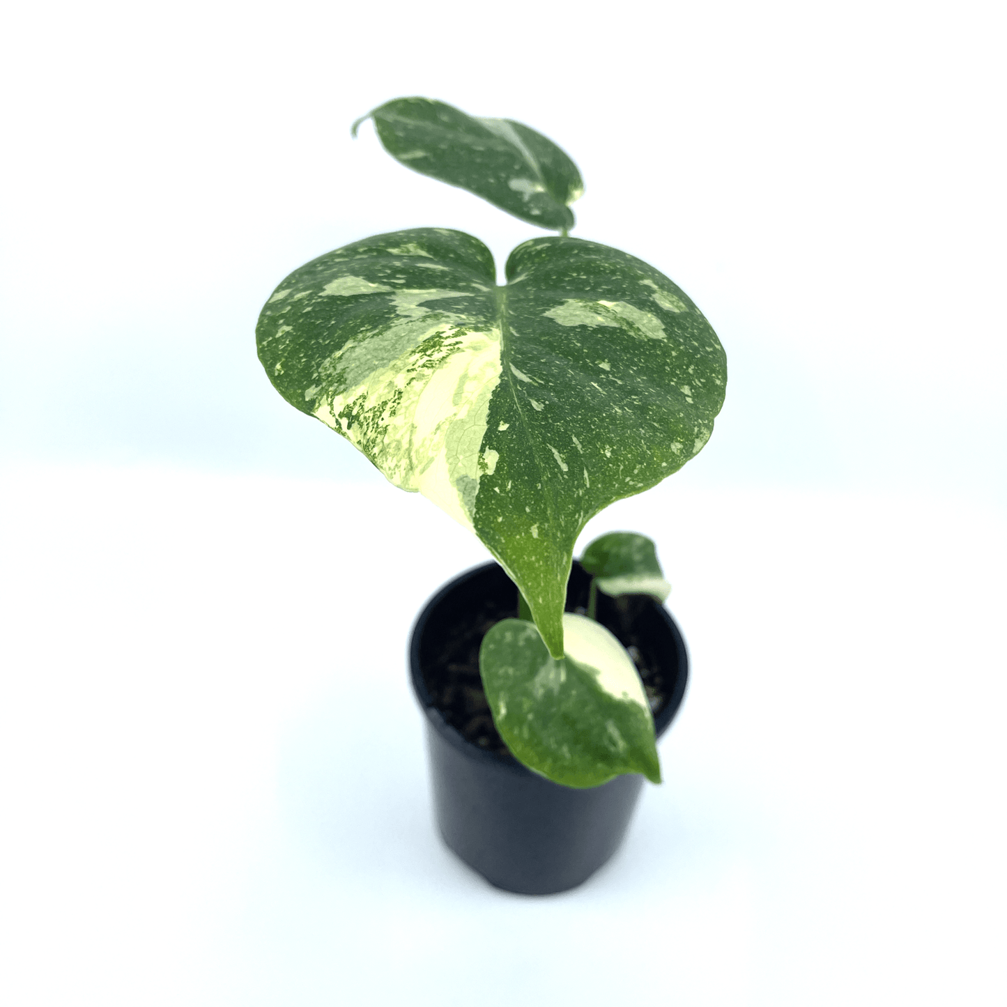 Monstera - Thai Constellation 🦄 - The Plant Buddies