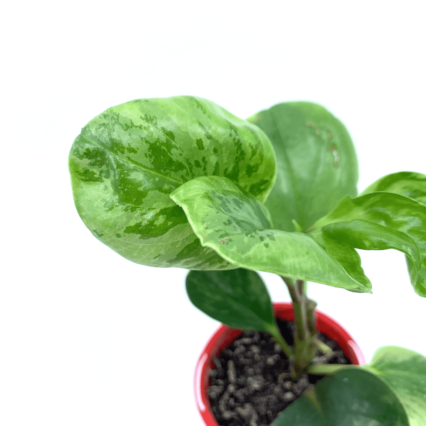 Peperomia - Obtusifolia Marble - The Plant Buddies