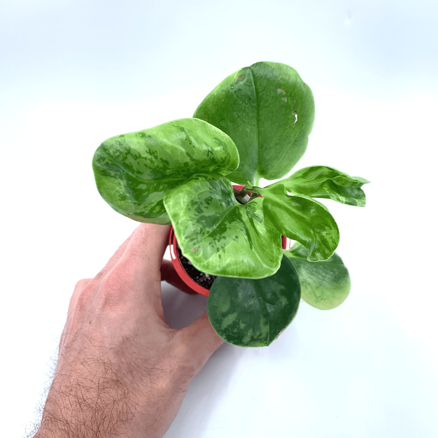 Peperomia - Obtusifolia Marble - The Plant Buddies