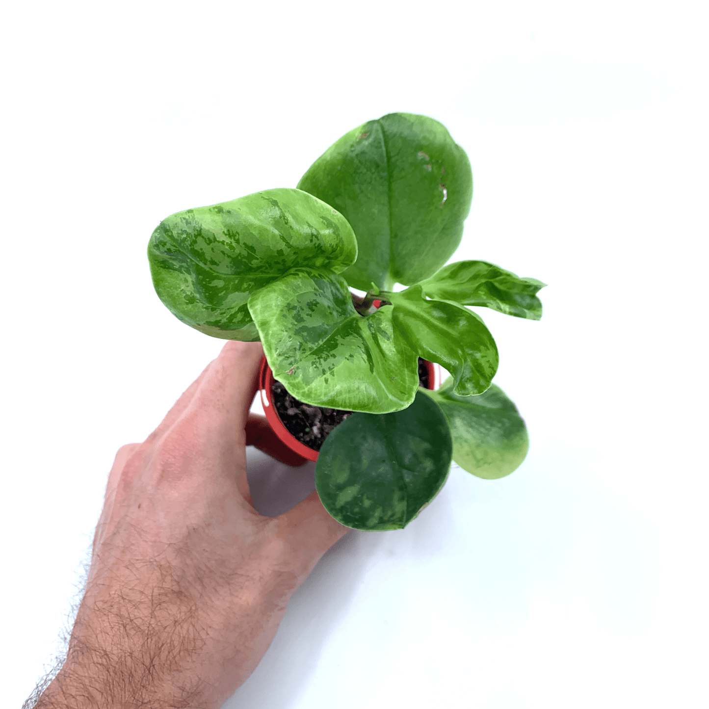 Peperomia - Obtusifolia Marble - The Plant Buddies
