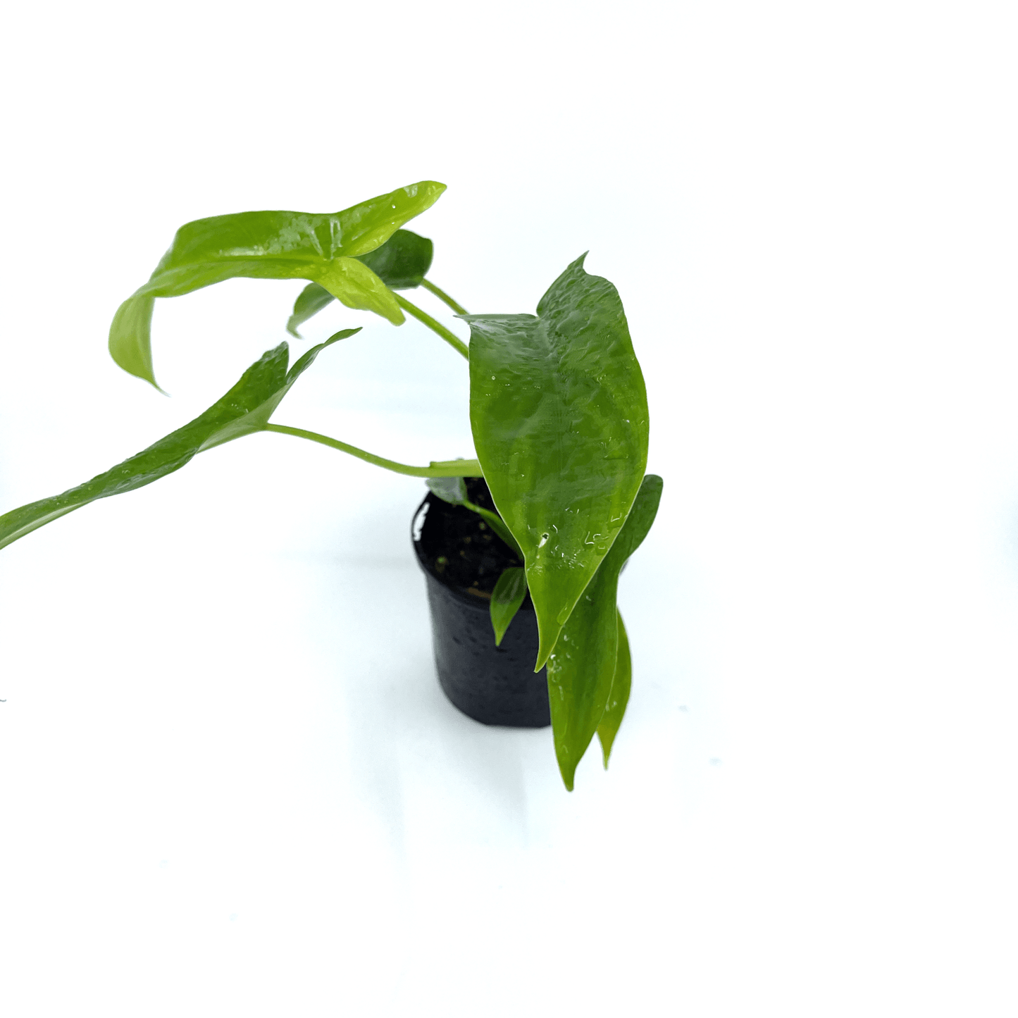 Philodendron - Big Ears - The Plant Buddies