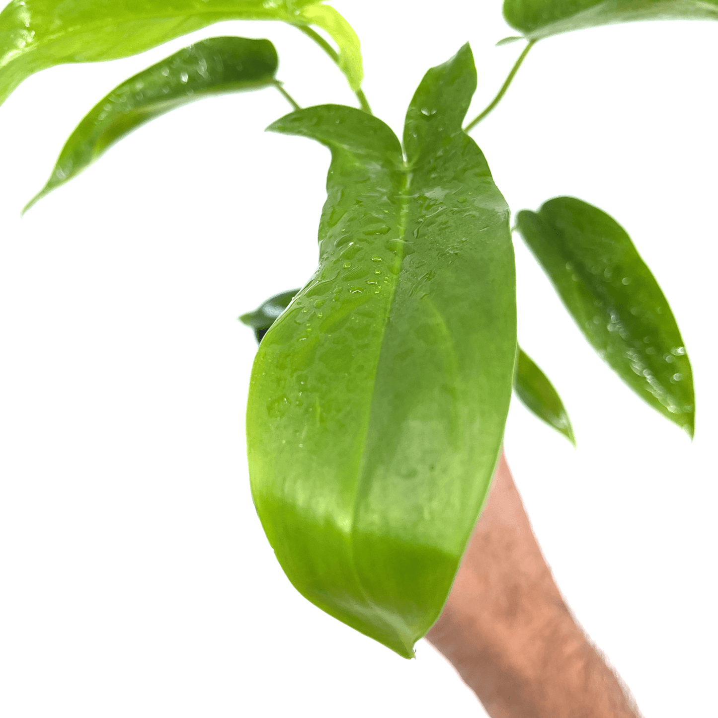 Philodendron - Big Ears - The Plant Buddies