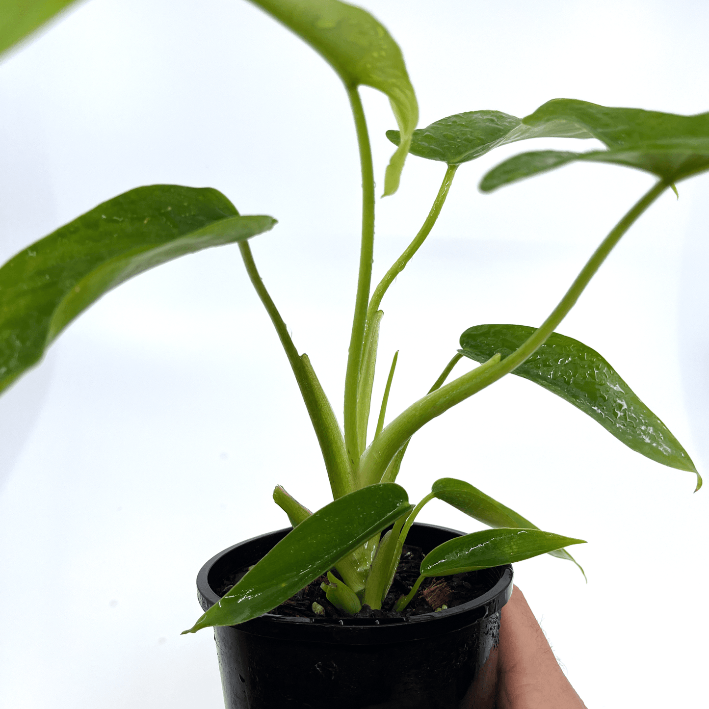 Philodendron - Big Ears - The Plant Buddies