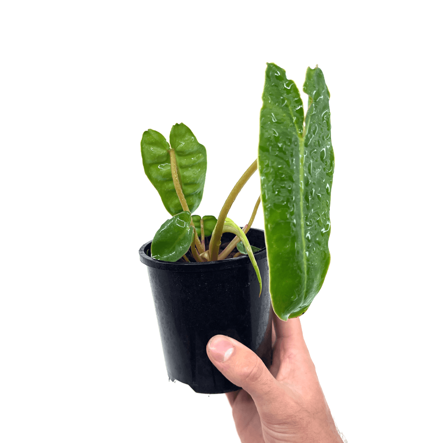 Philodendron - Billietiae - The Plant Buddies