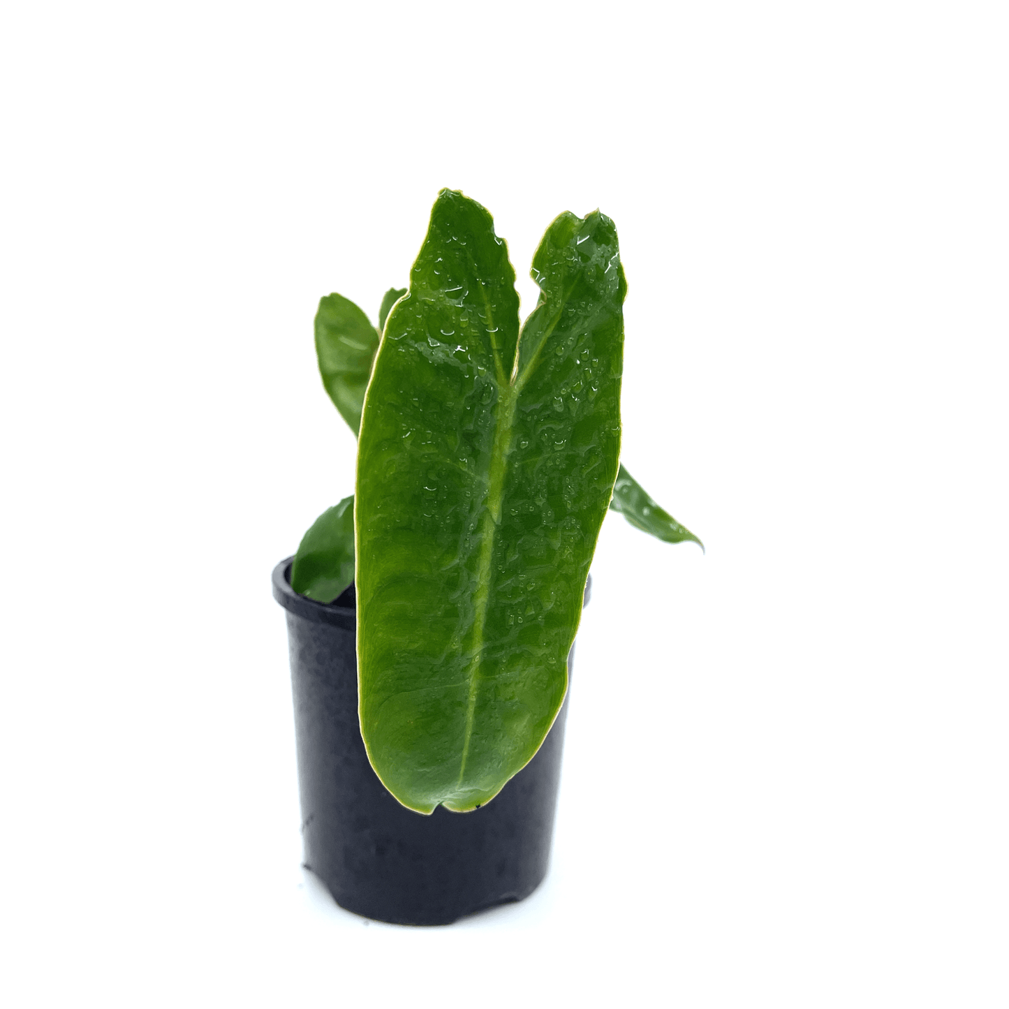Philodendron - Billietiae - The Plant Buddies