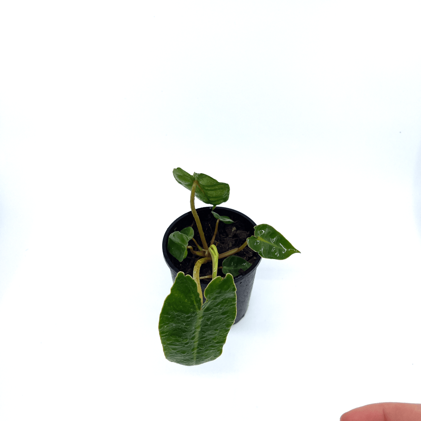 Philodendron - Billietiae - The Plant Buddies
