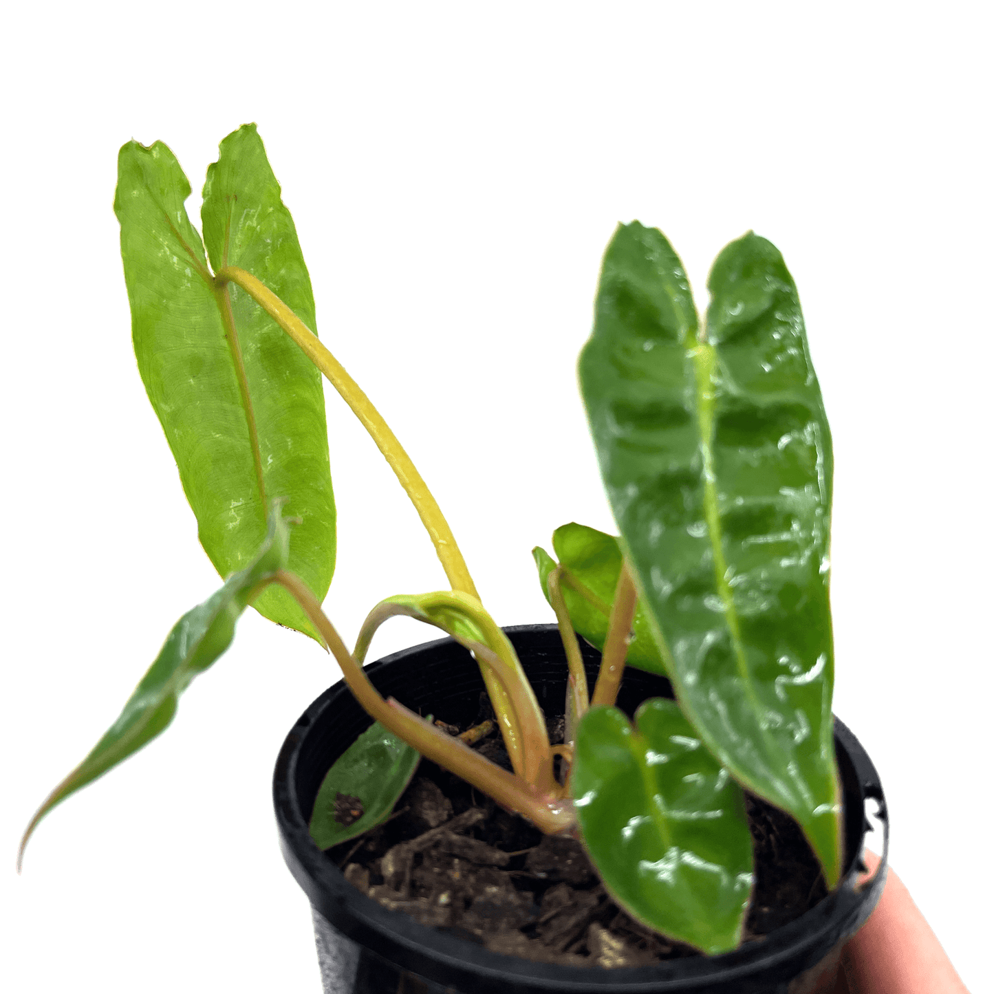 Philodendron - Billietiae - The Plant Buddies