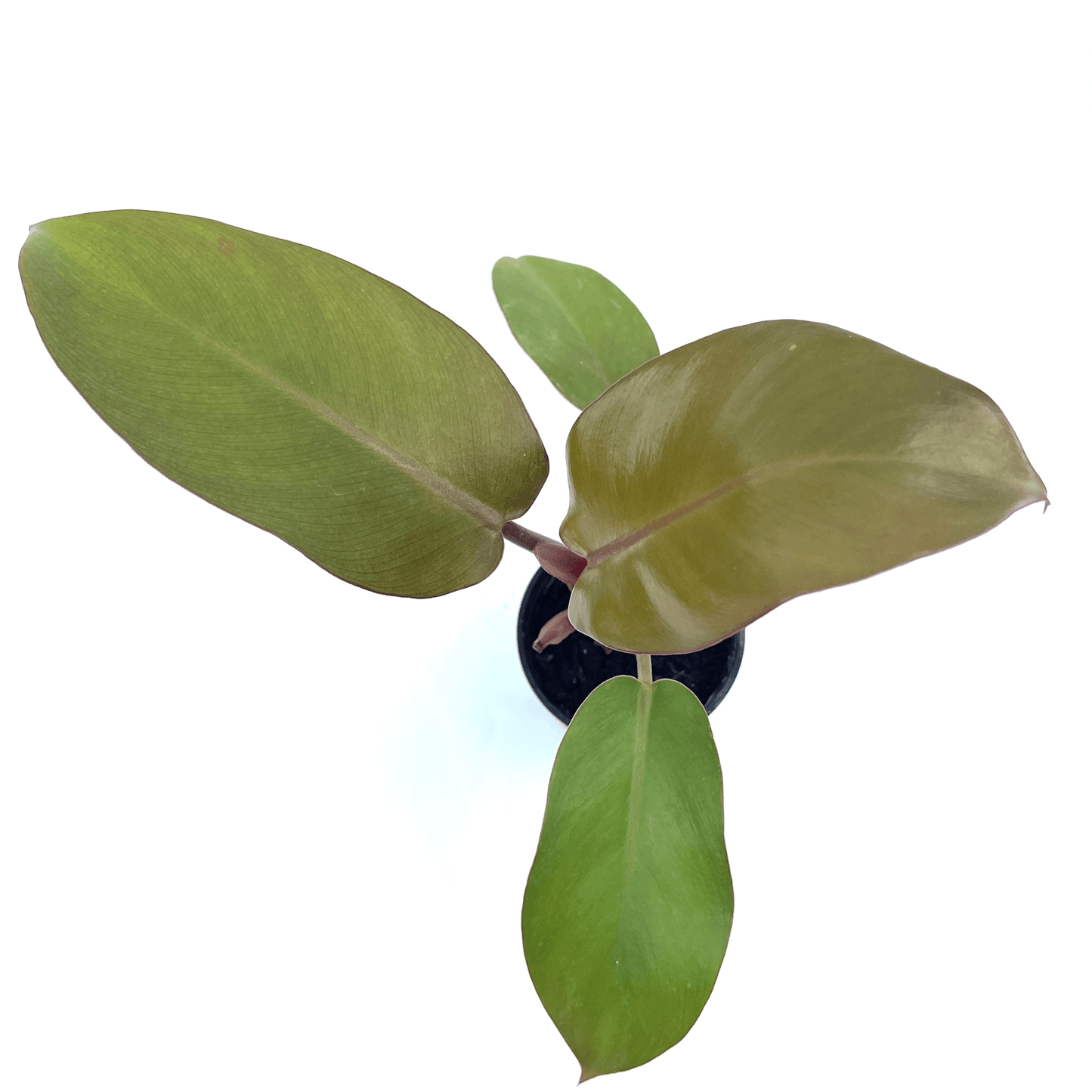 Philodendron - Black Cardinal - The Plant Buddies