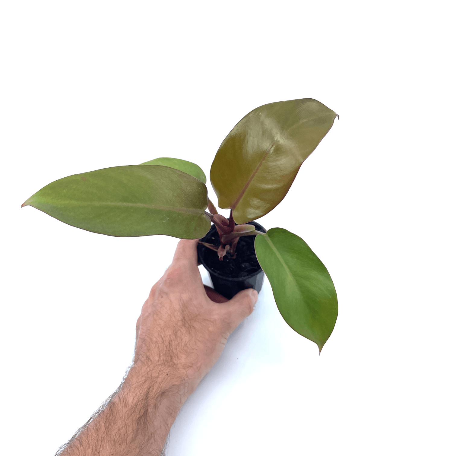 Philodendron - Black Cardinal - The Plant Buddies
