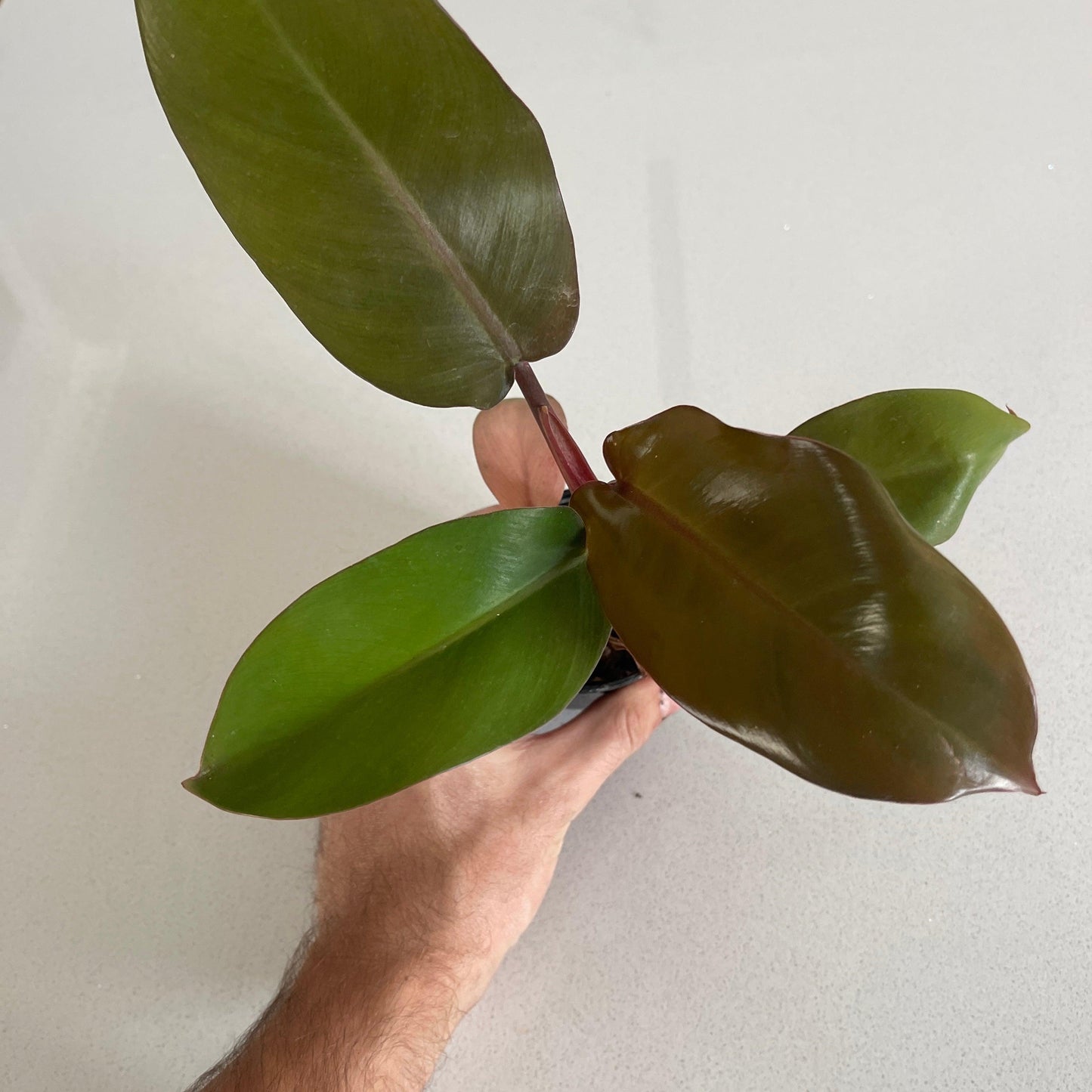 Philodendron - Black Cardinal - The Plant Buddies