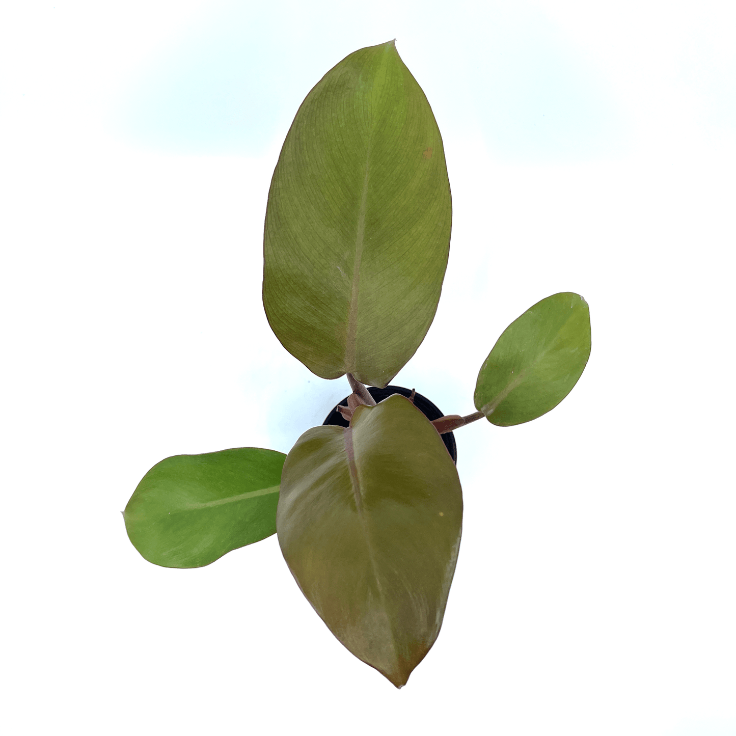 Philodendron - Black Cardinal - The Plant Buddies