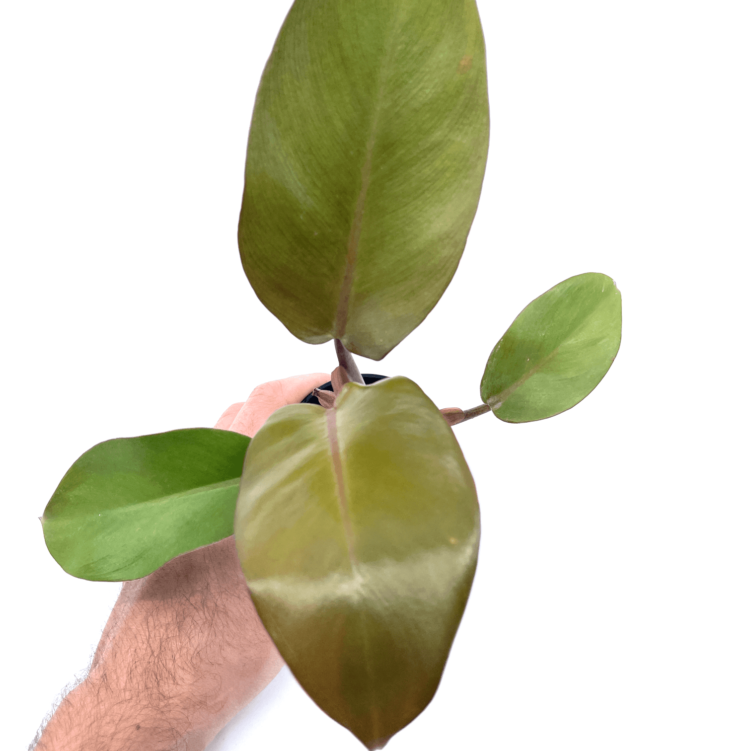 Philodendron - Black Cardinal - The Plant Buddies