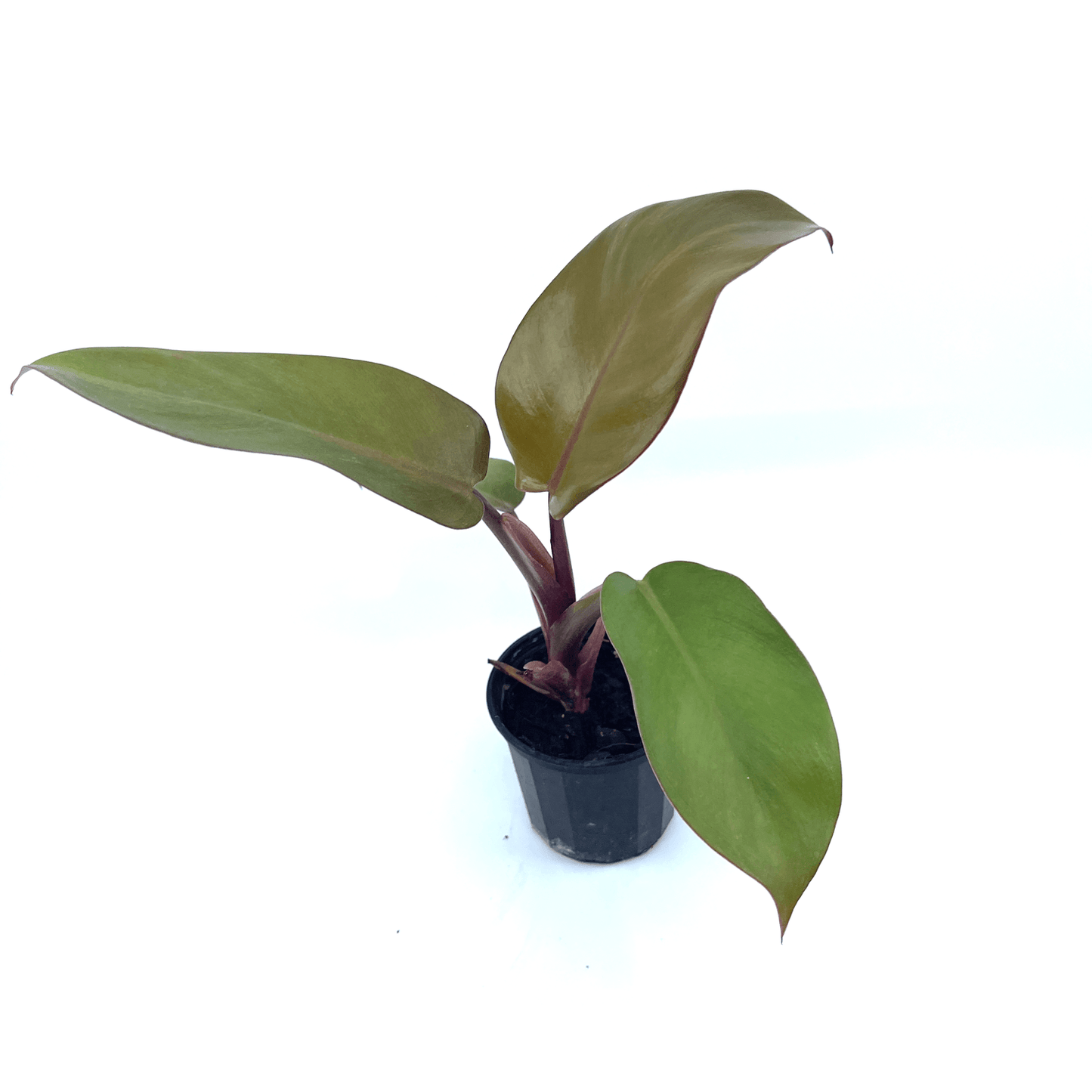 Philodendron - Black Cardinal - The Plant Buddies