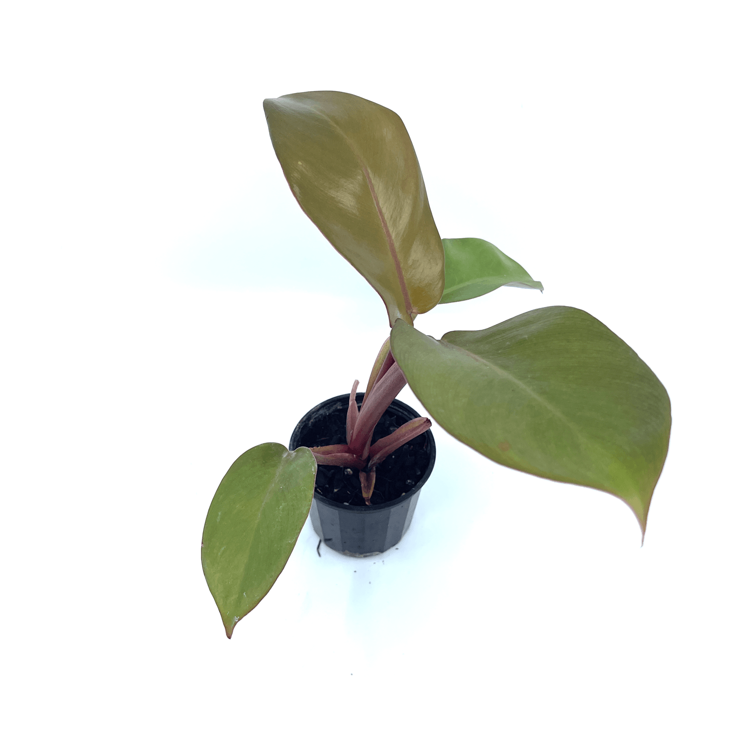 Philodendron - Black Cardinal - The Plant Buddies