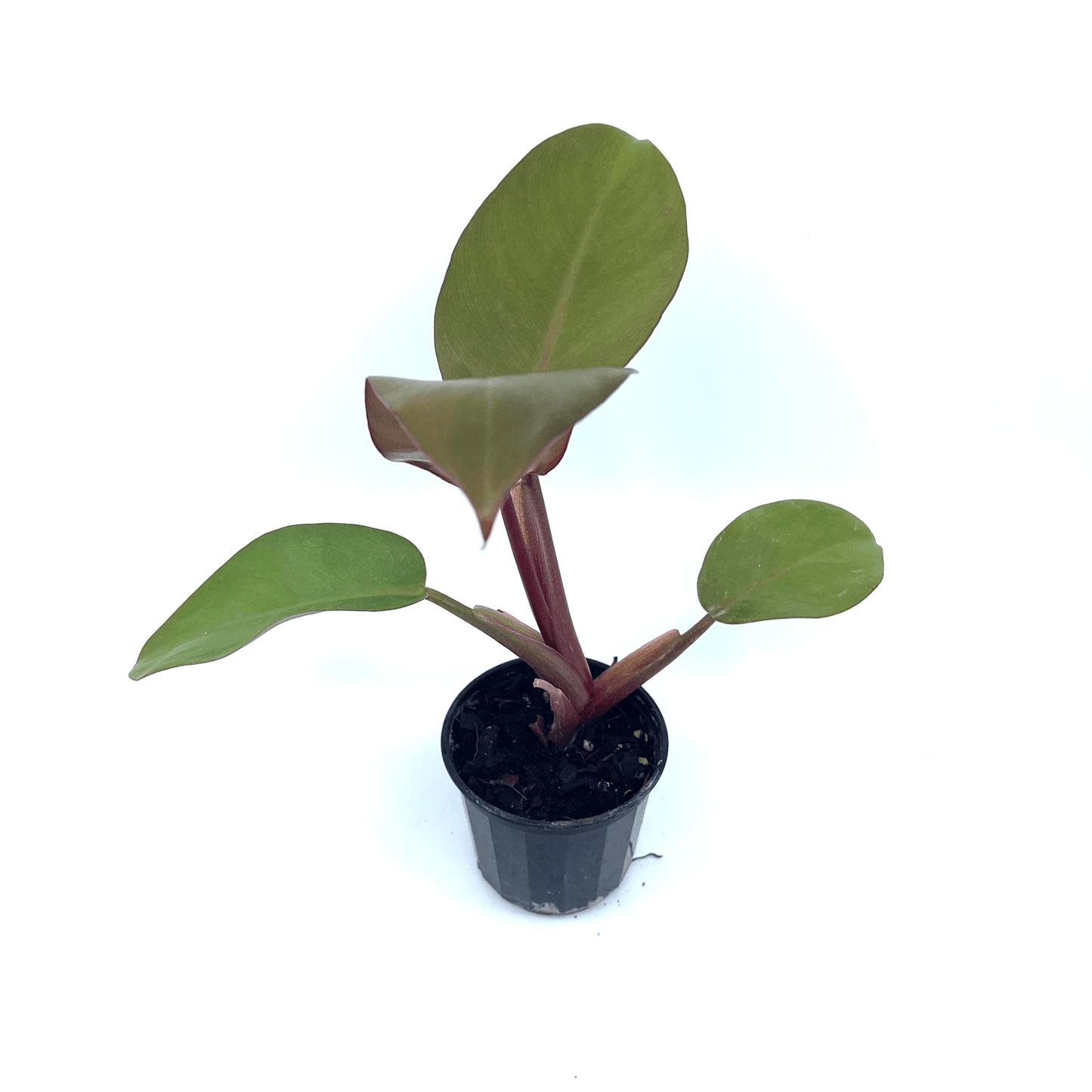 Philodendron - Black Cardinal - The Plant Buddies