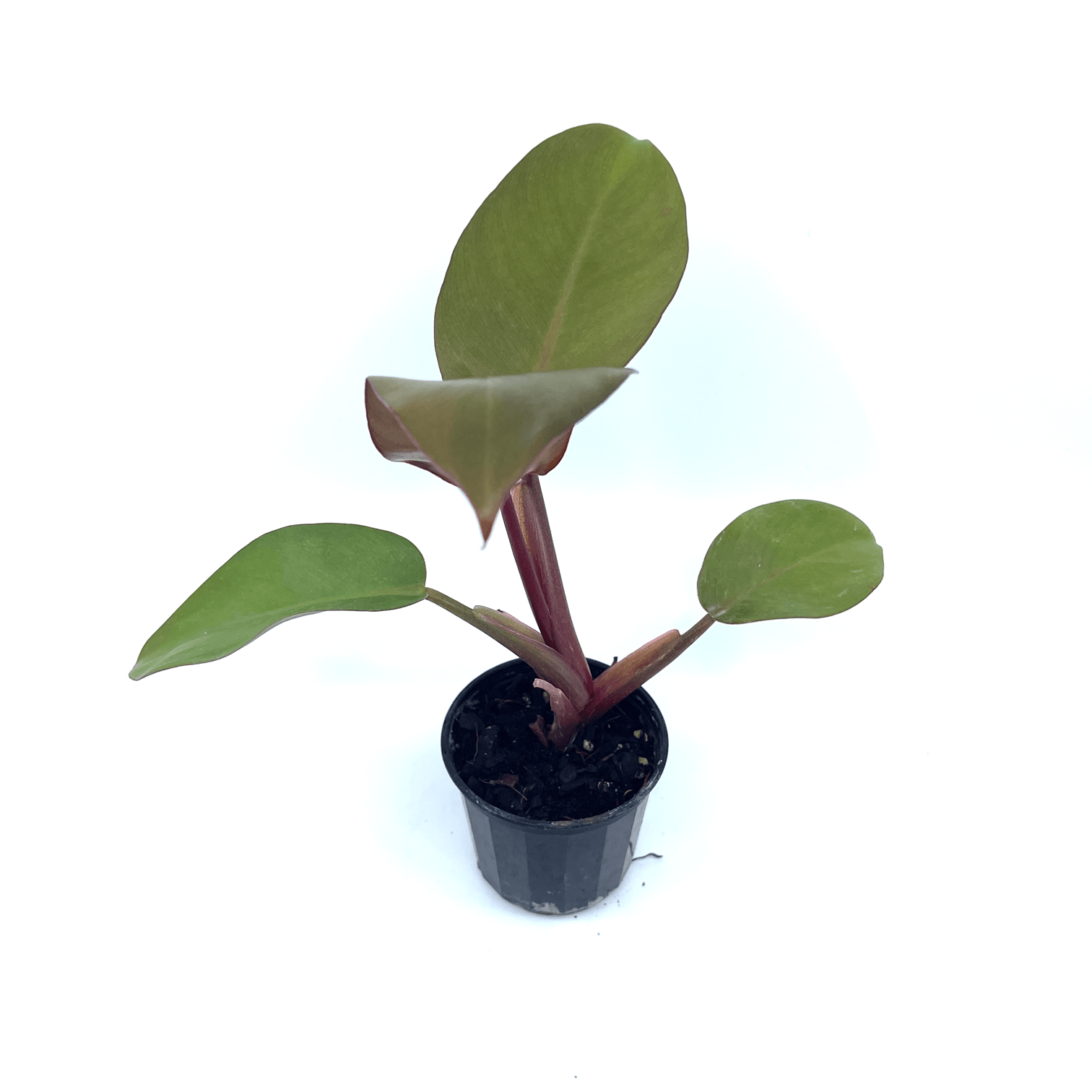 Philodendron - Black Cardinal - The Plant Buddies