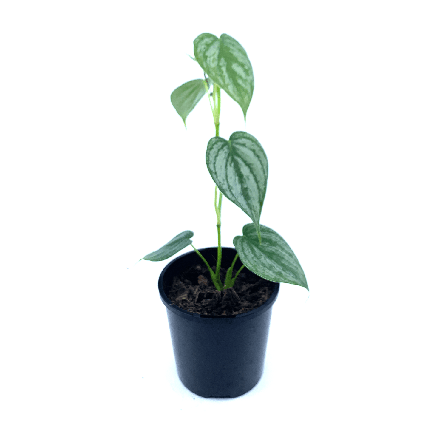 Philodendron - Brandtiamum - The Plant Buddies