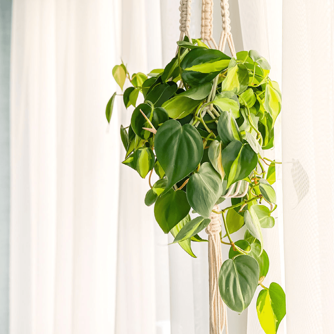 Philodendron - Brazil - The Plant Buddies