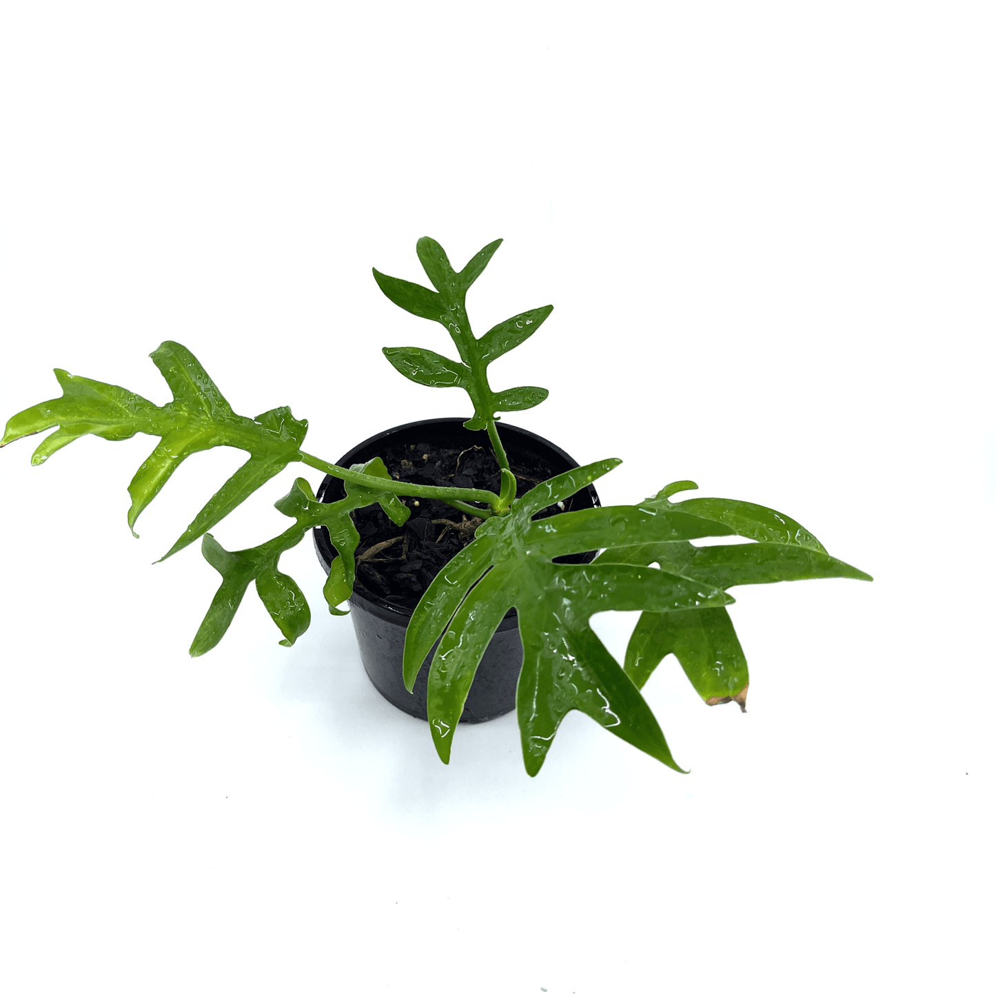Philodendron - Cinderella - The Plant Buddies