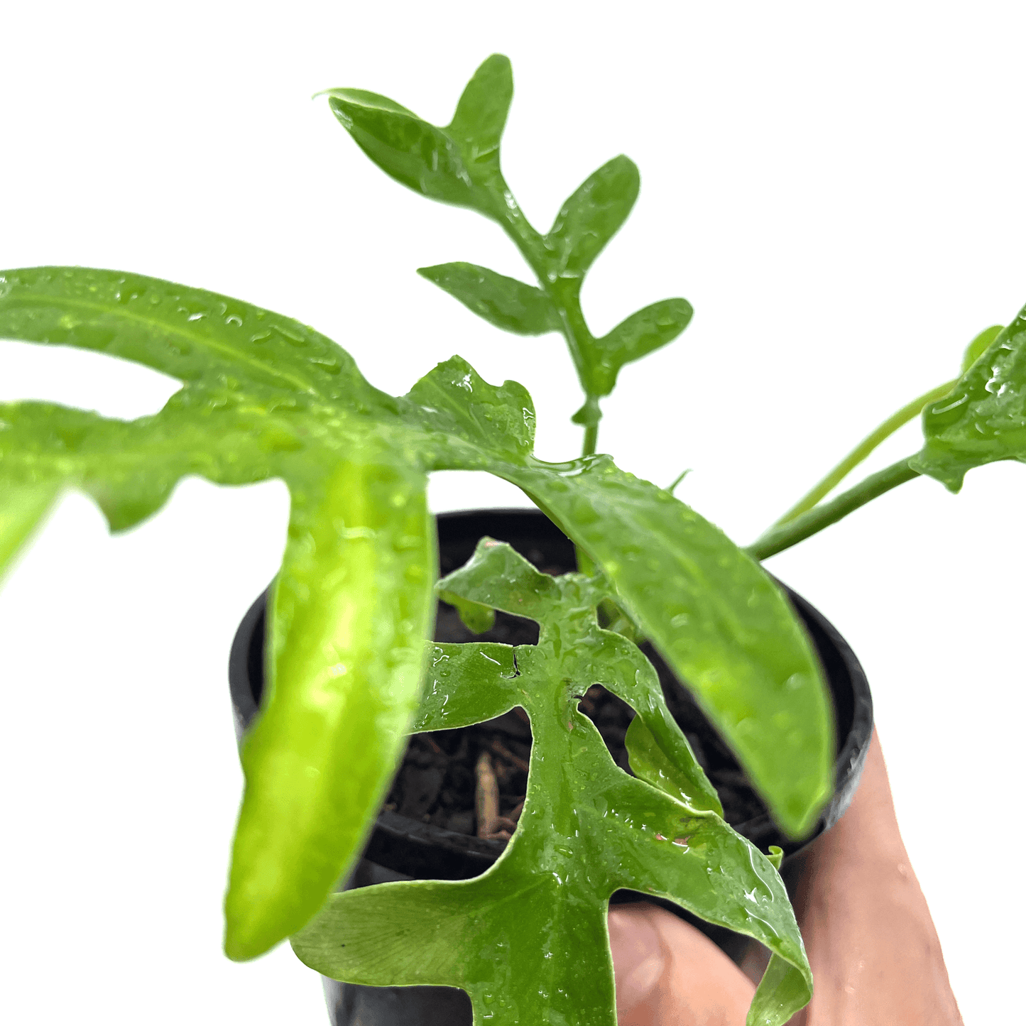Philodendron - Cinderella - The Plant Buddies