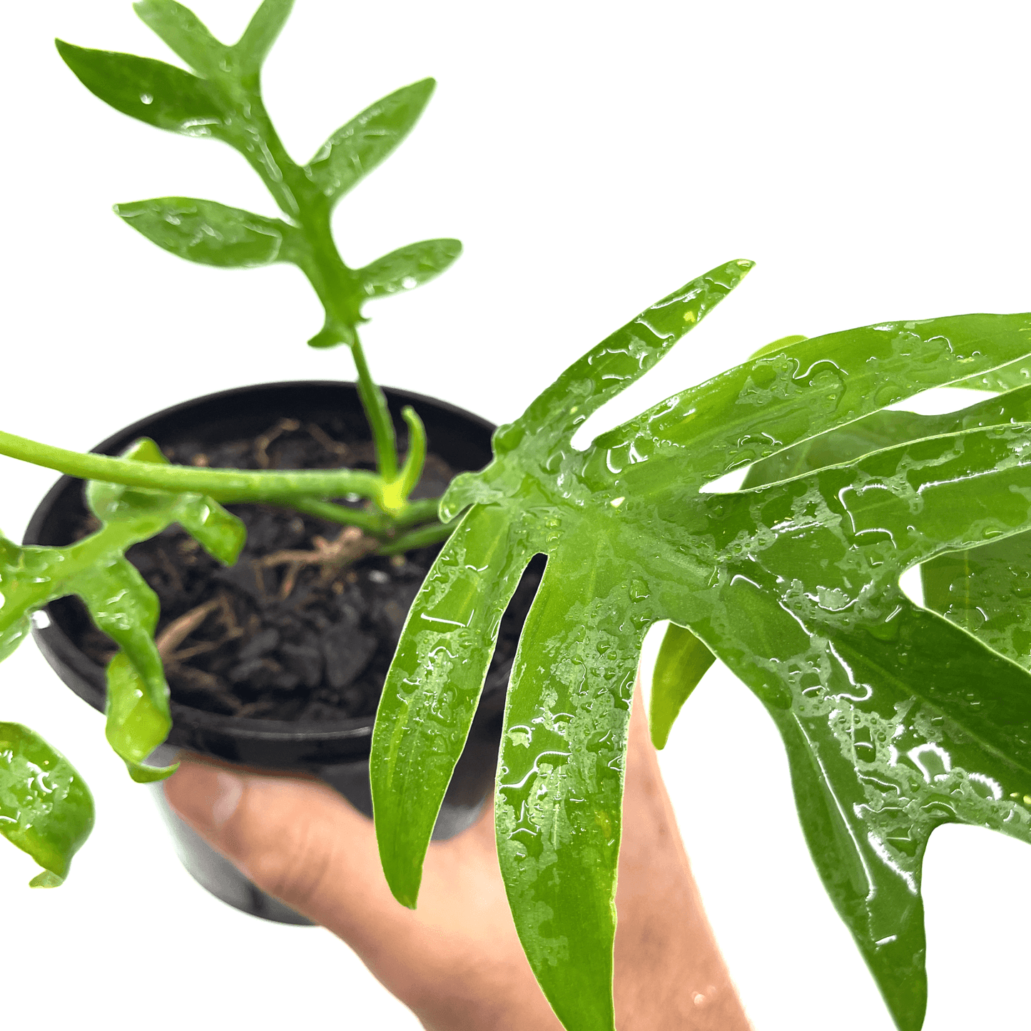 Philodendron - Cinderella - The Plant Buddies