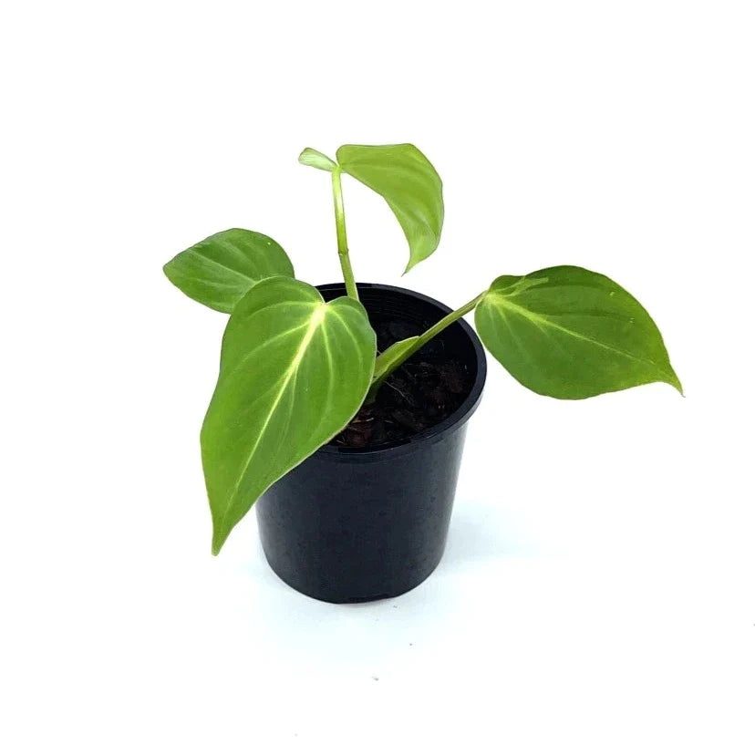 Philodendron - Gloriosum - The Plant Buddies