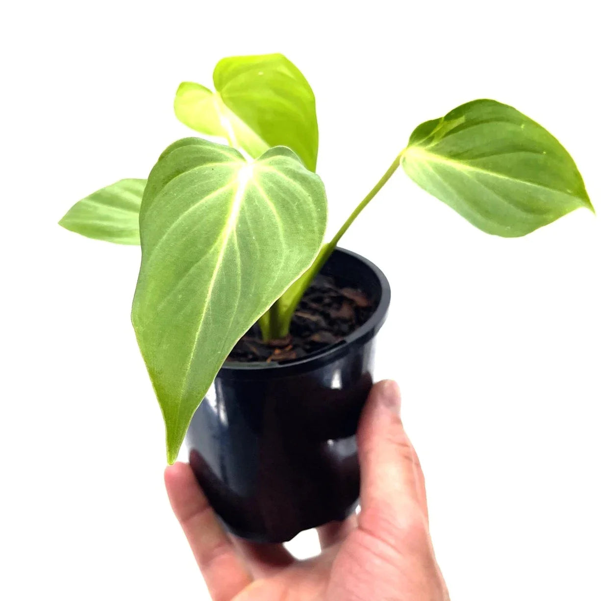 Philodendron - Gloriosum - The Plant Buddies