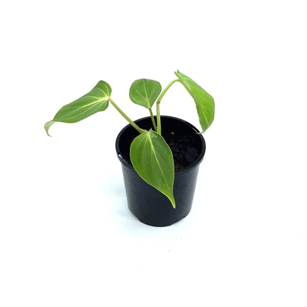 Philodendron - Gloriosum - The Plant Buddies
