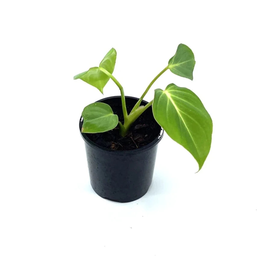 Philodendron - Gloriosum - The Plant Buddies