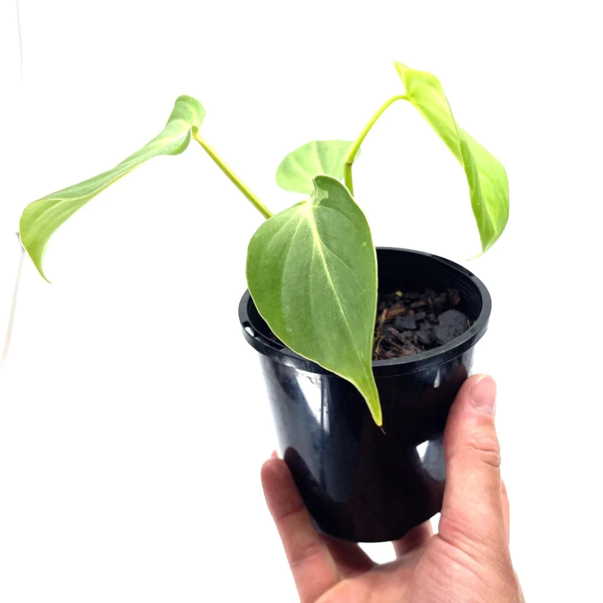 Philodendron - Gloriosum - The Plant Buddies