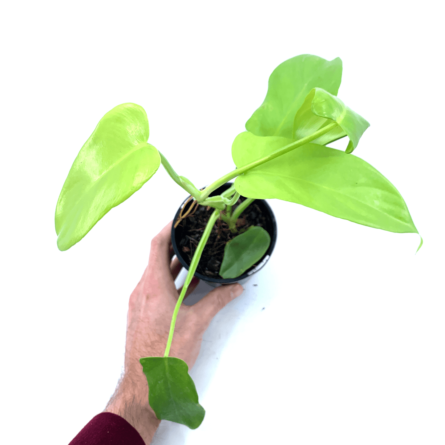 Philodendron - Golden Violin - The Plant Buddies