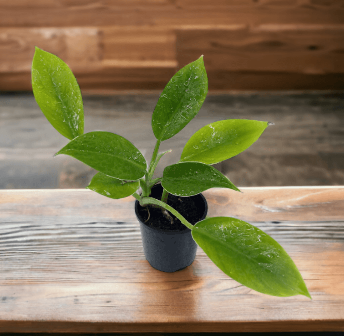 Philodendron - Imperial Green - The Plant Buddies