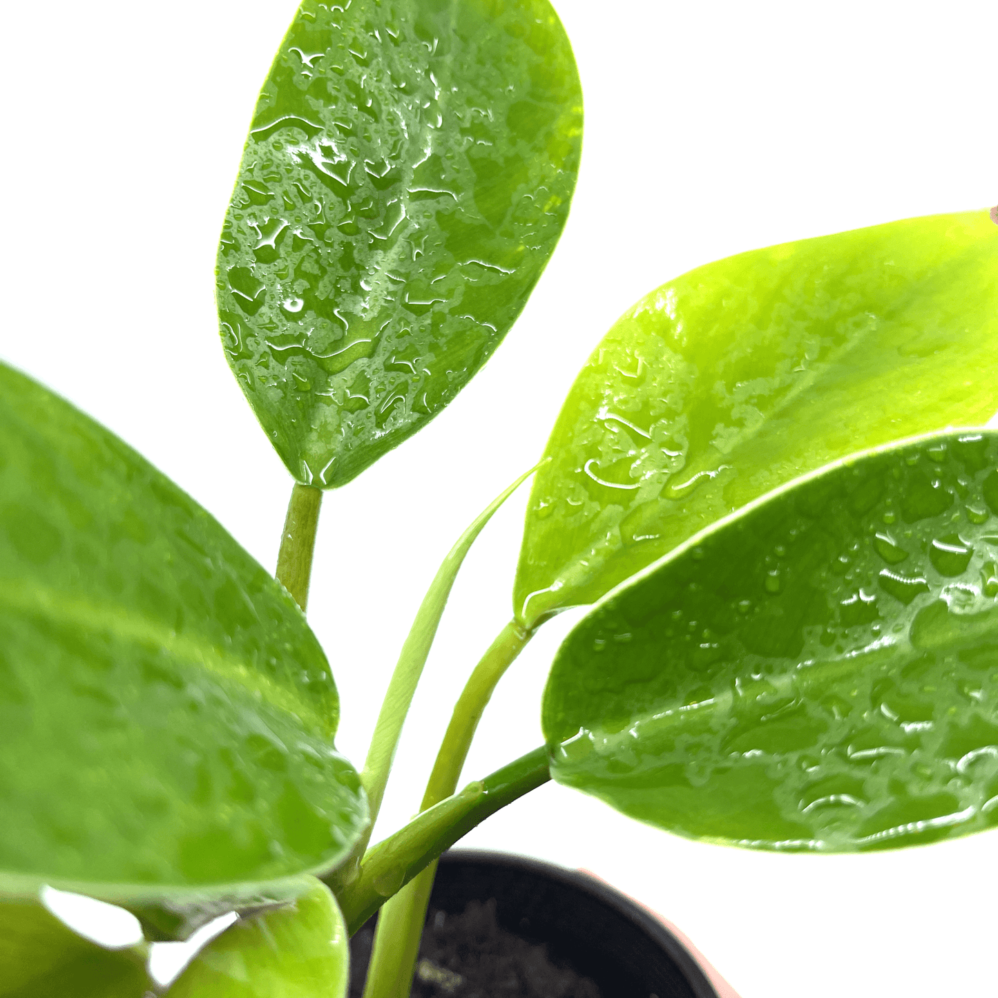 Philodendron - Imperial Green - The Plant Buddies