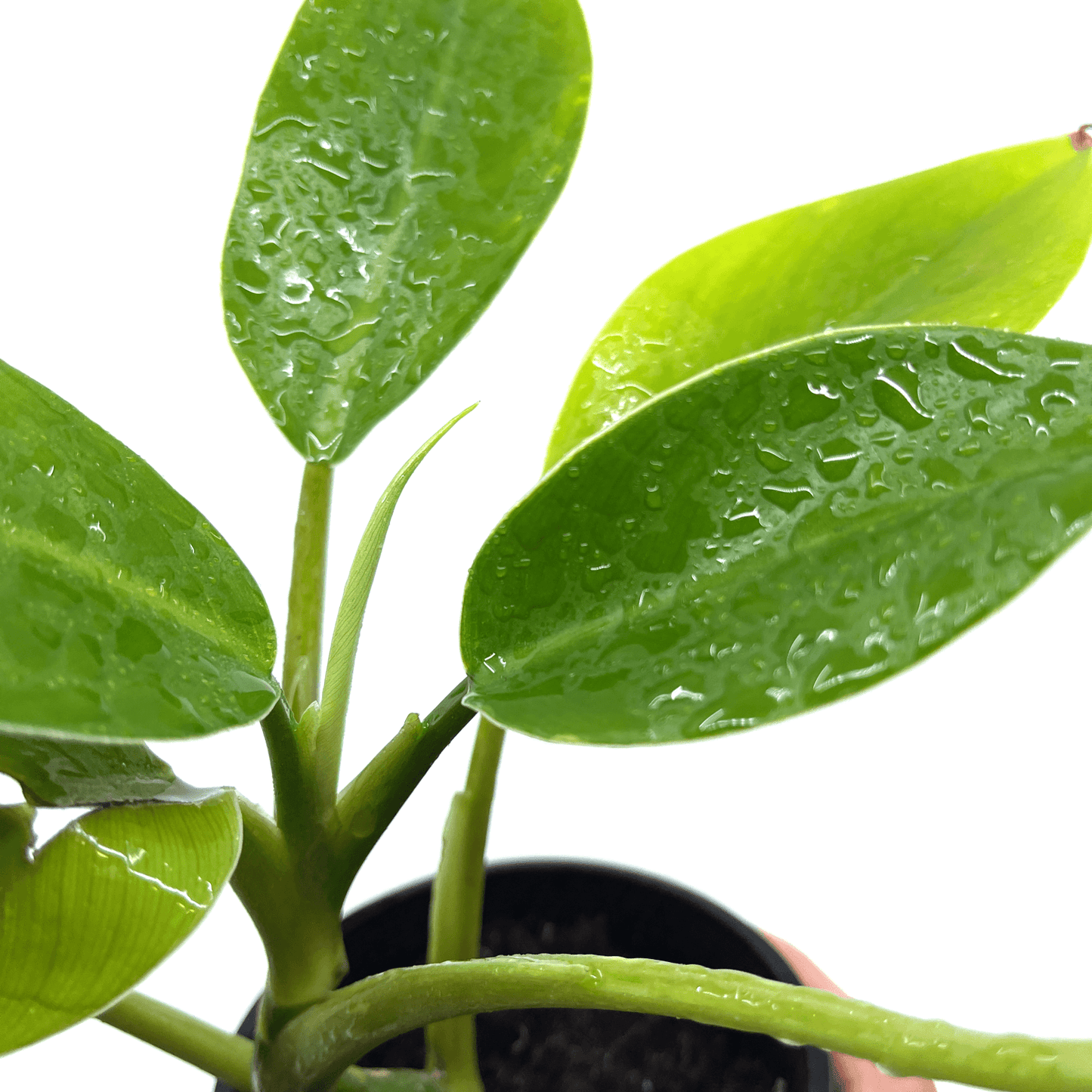 Philodendron - Imperial Green - The Plant Buddies