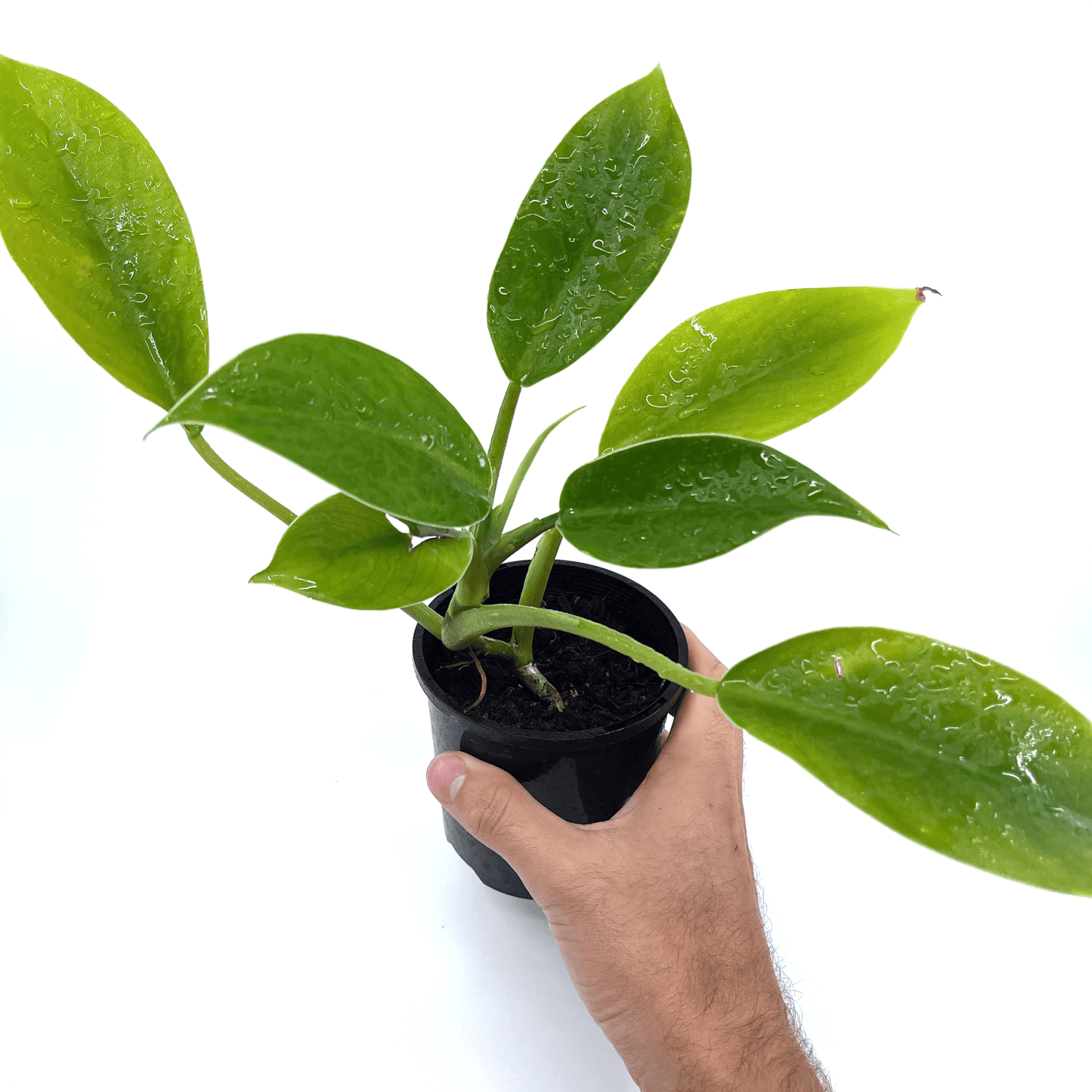 Philodendron - Imperial Green - The Plant Buddies