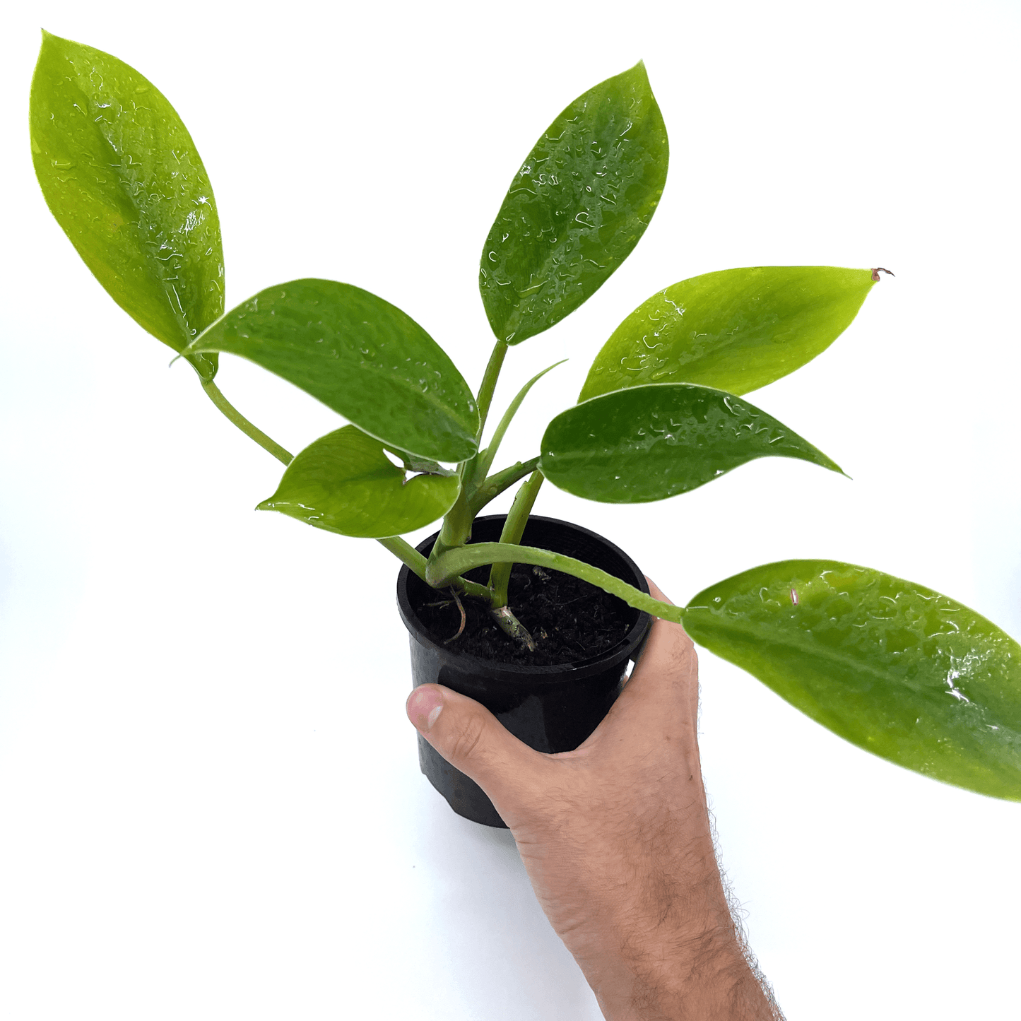 Philodendron - Imperial Green - The Plant Buddies