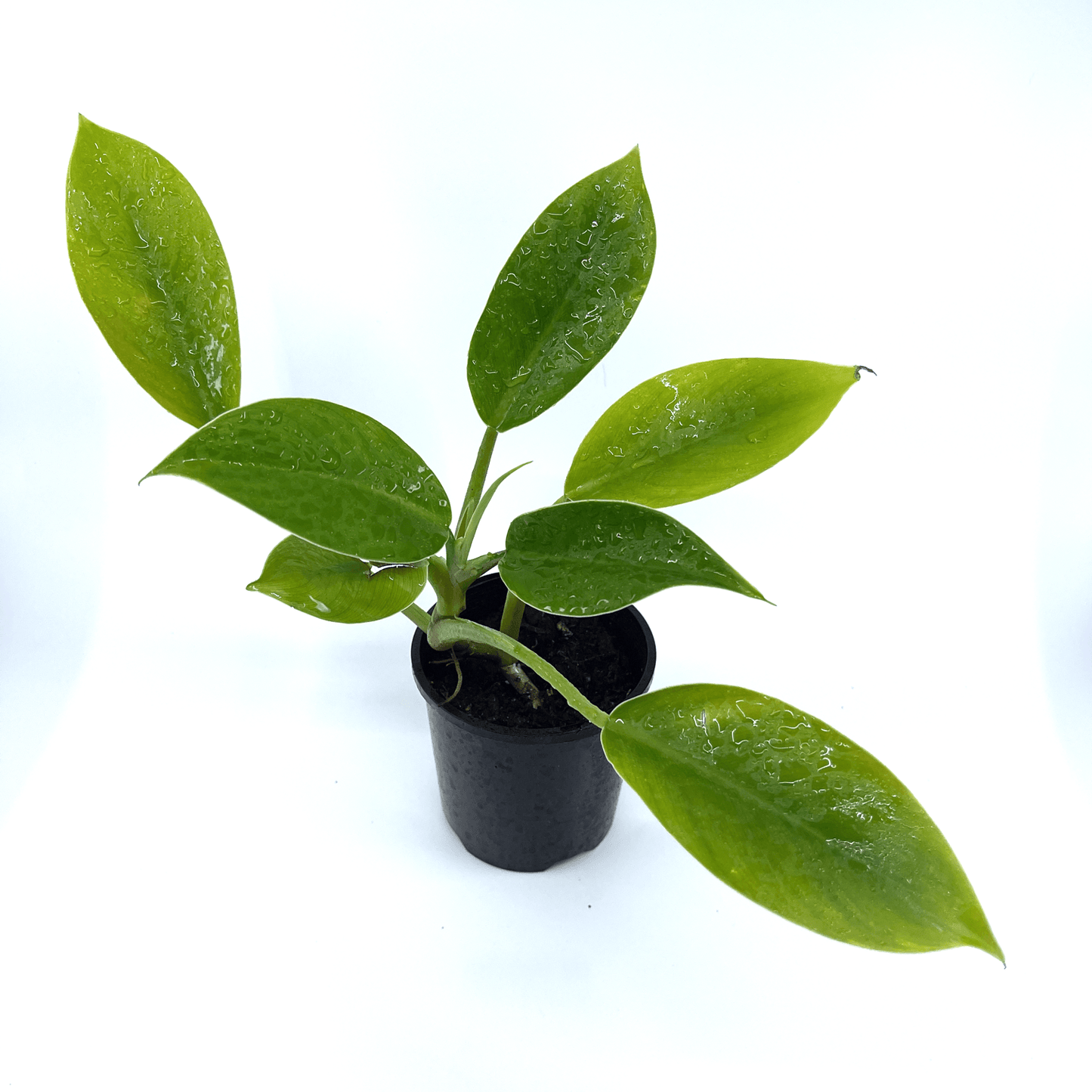 Philodendron - Imperial Green - The Plant Buddies