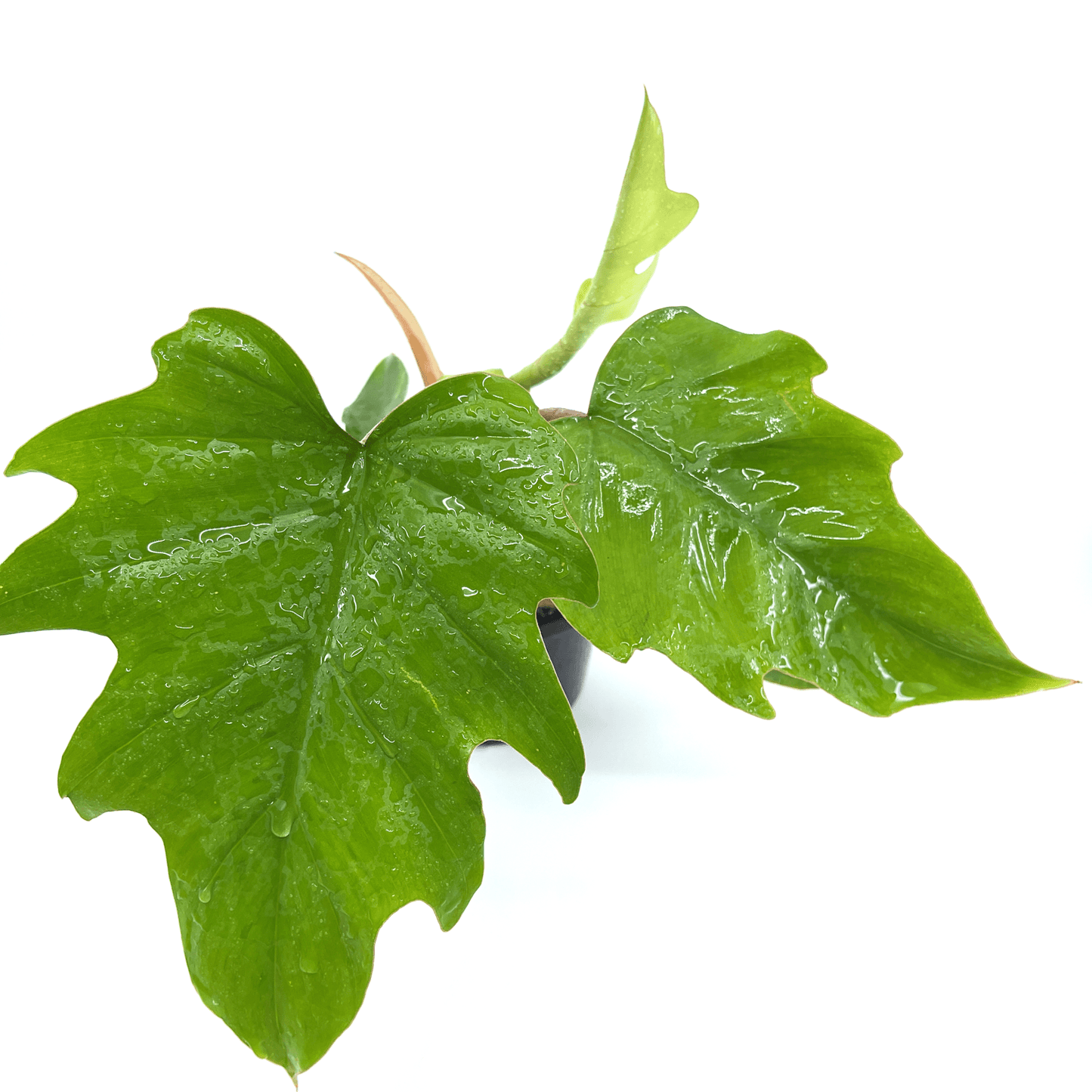 Philodendron - Mayoi - The Plant Buddies