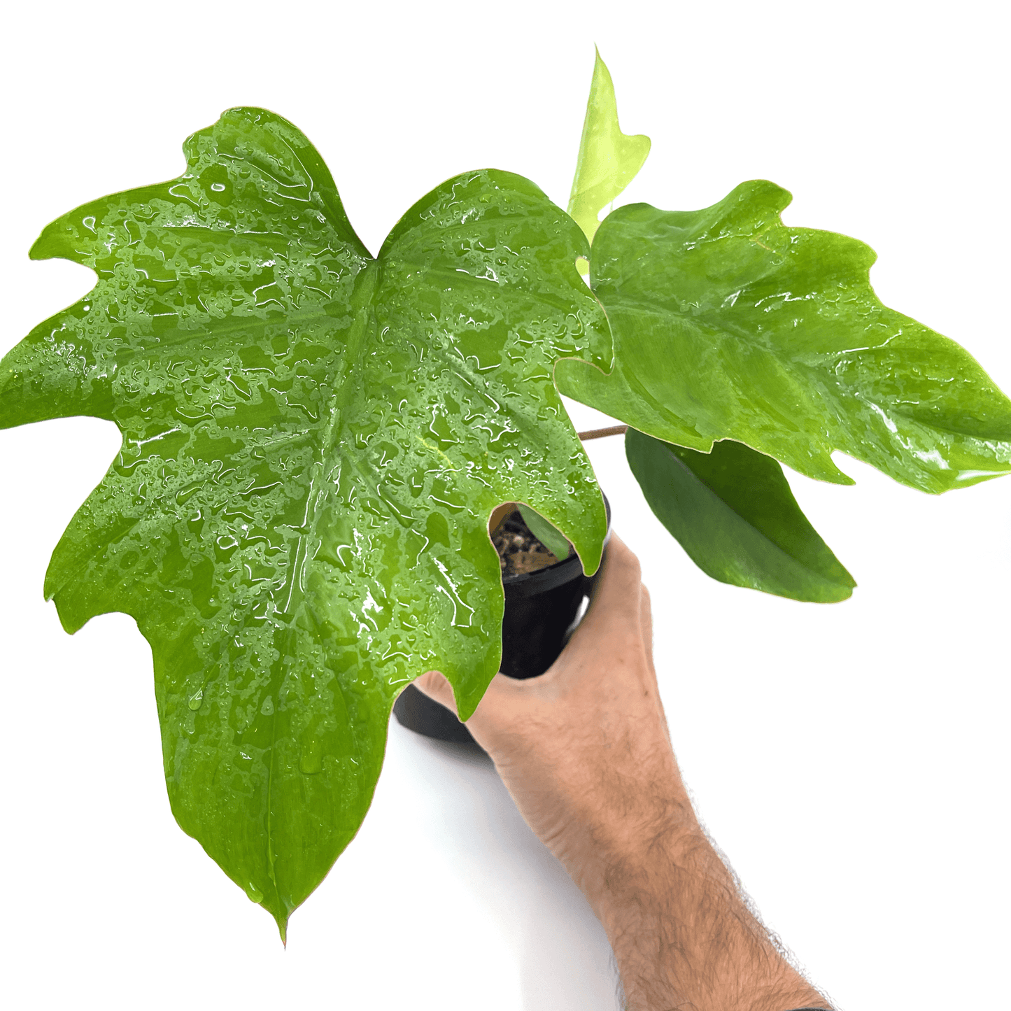 Philodendron - Mayoi - The Plant Buddies