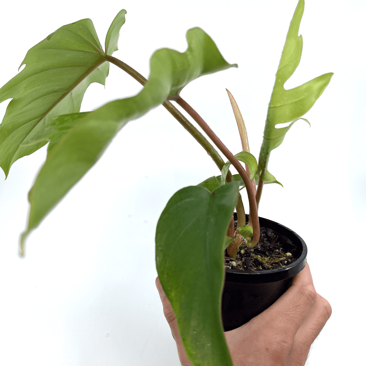 Philodendron - Mayoi - The Plant Buddies