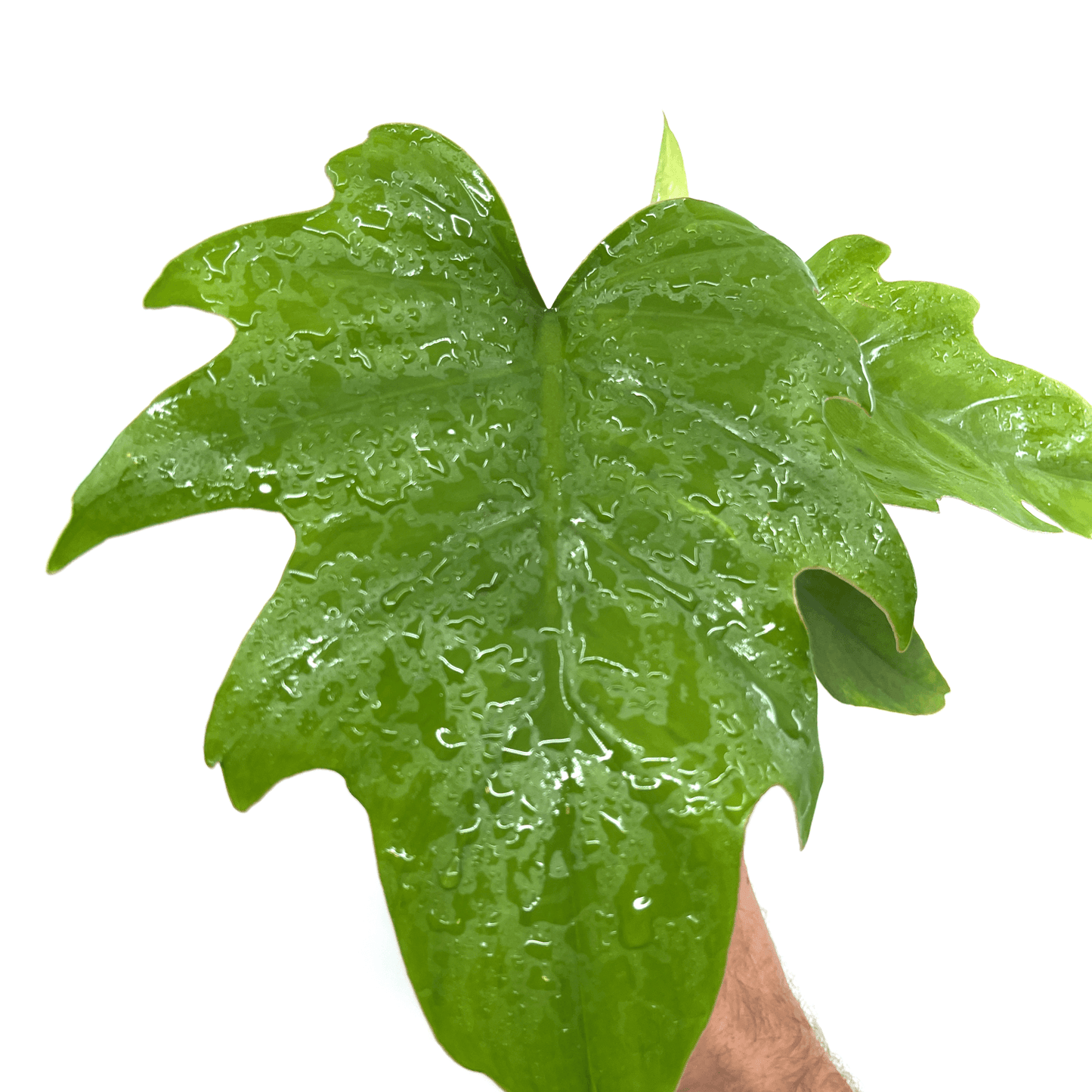 Philodendron - Mayoi - The Plant Buddies